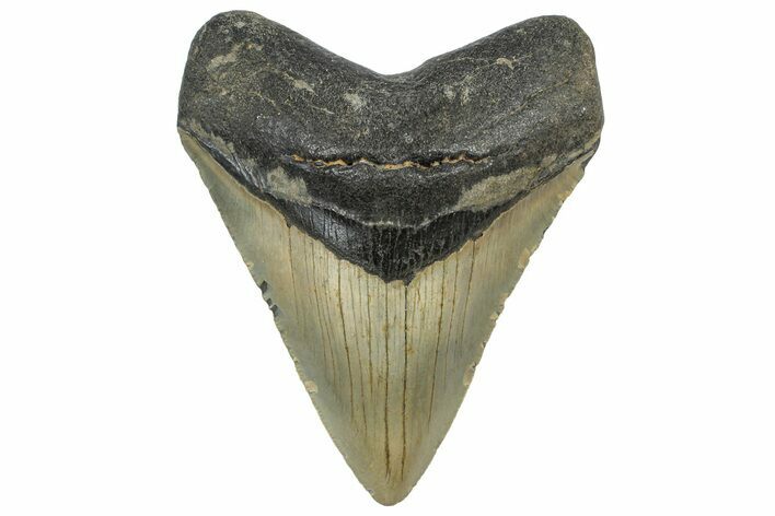 Serrated, Fossil Megalodon Tooth - North Carolina #298889
